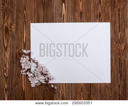 Apricot Branches With Flowers On A Wooden Background
