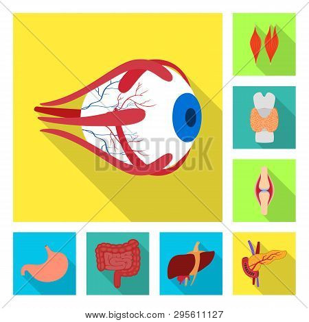 Vector Design Of Human And Health Icon. Set Of Human And Scientific Vector Icon For Stock.
