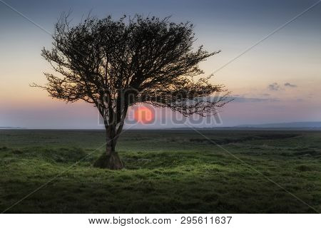 A Lone Tree In The Village Of Penclawdd On The Loughor Estuary, North Gower, Swansea, South Wales, U
