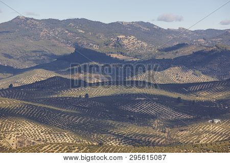 Olive Tree Fields In Andalusia. Spanish Agricultural Harvest Landscape. Jaen