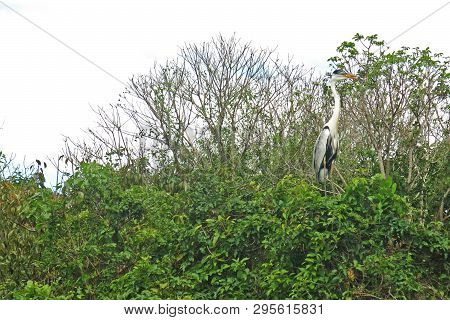 The Snake Neck Bird In The Madidi Park. The Beni Region, Pampas De Yacuma, Bolivia.