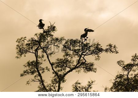 The Snake Neck Bird In The Madidi Park. The Beni Region, Pampas De Yacuma, Bolivia.