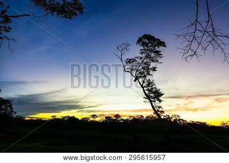 A Tree In The Yacuma River, In The Bolivian Jungle. Amazon Region.