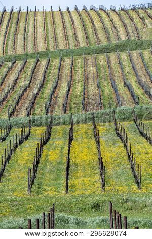 Oltrepo Pavese, Pavia, Lombardy, Italy: Country Landscape Of The Vineyards In Springtime (april)