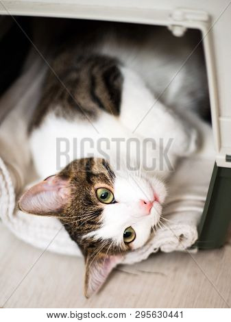 A Cat Looking Up, Animal Portrait. Cute Tabby Cat Sitting In A Travel Crate And Look Sideways