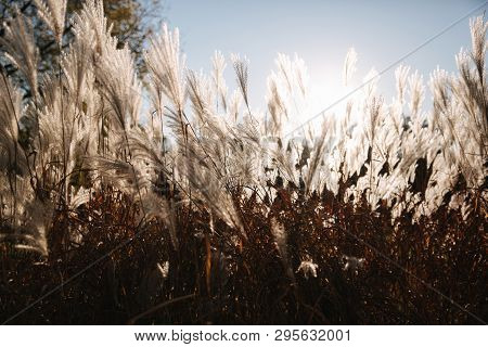 Sunrays Fall Through Wheat. Sunsest In Autumn