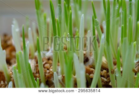 Young Growing Sprouts Of Cat Grass, Dactylis Glomerata, Close Up