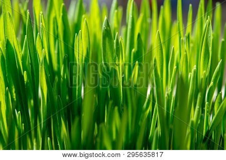 Young Growing Sprouts Of Cat Grass, Dactylis Glomerata, Close Up