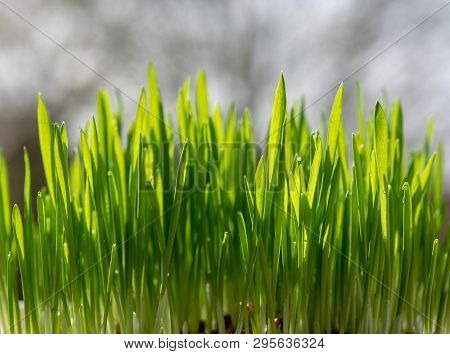 Young Growing Sprouts Of Cat Grass, Dactylis Glomerata, Close Up