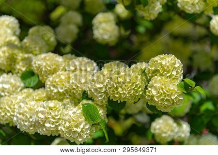 Full Bloom Of Viburnum Plicatum, Also Known As Japanese Snowball Flowers ( Oodemari ) In Springtime 