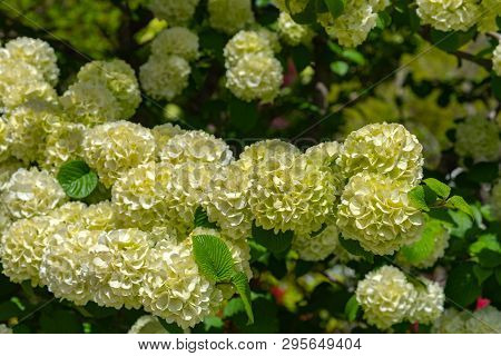 Full Bloom Of Viburnum Plicatum, Also Known As Japanese Snowball Flowers ( Oodemari ) In Springtime 