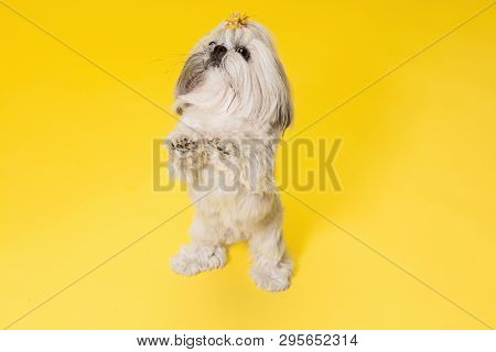 Shih-tzu Puppy Wearing Orange Bow. Cute Doggy Or Pet Is Standing Isolated On Yellow Background. The 
