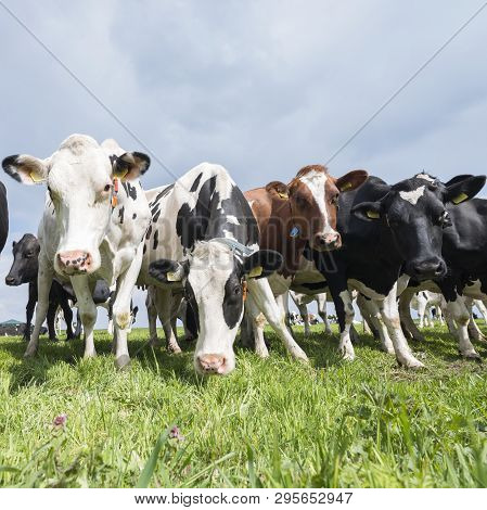 Large Group Of Spotted Cows In Dutch Green Grassy Meadow Near Amersfoort In The Netherlands