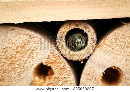 An Insect Hotel For Bees Wasps And Other Insects