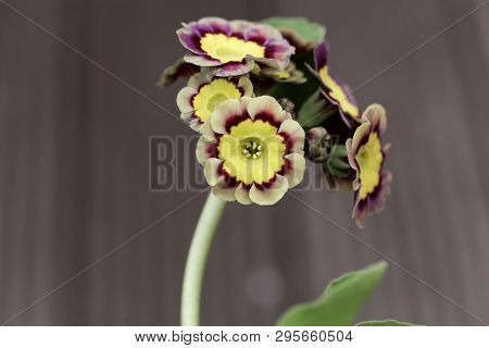 Primula Flower, Primula X Hortensis.