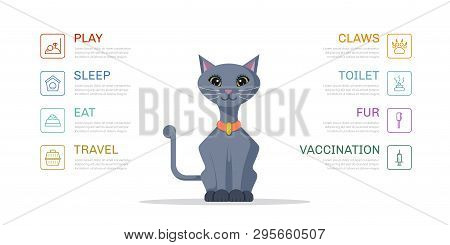 Picture Of Cute Cat With Icons Of Cat Needs. Infographic Template For Pet Shop, Website, Brochure De