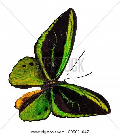 Color Butterfly, Isolated On White Background With Clipping Path, Ornithoptera Priamus.
