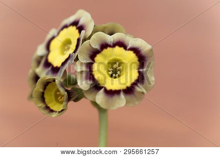 Primula Flower, Primula X Hortensis.