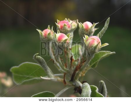 Boccioli di fiori di pera.