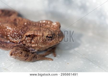 Head Of A Common Toad, Bufo Bufo