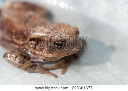 Head Of A Common Toad, Bufo Bufo