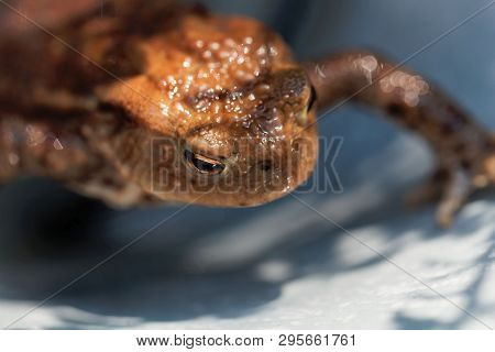 Head Of A Common Toad, Bufo Bufo
