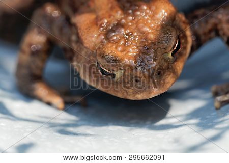 Head Of A Common Toad, Bufo Bufo