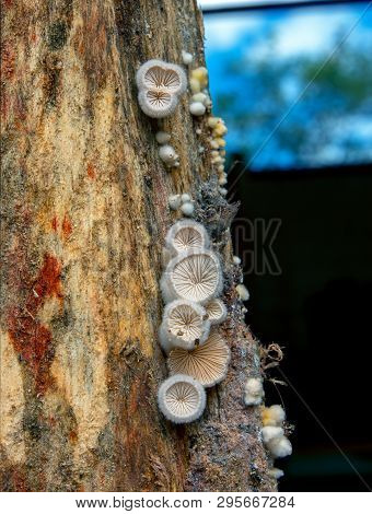 Macro Photography Of A Group Of Tiny Round Mushrooms Growing In Wet Wood. Captured At The Andean Mou