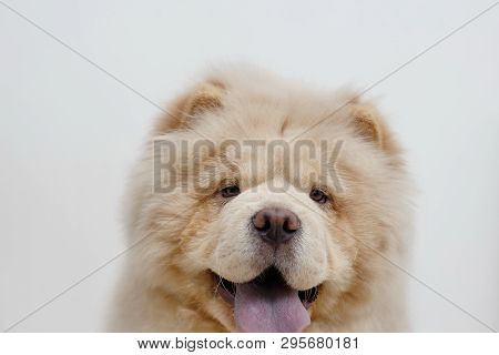 Cute Chow Chow Puppy Is Looking At The Camera. Isolated On A White Background. Pet Animals.