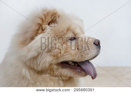 Portrait Of Chow Chow Puppy With Lolling Tongue Close Up. Pet Animals.