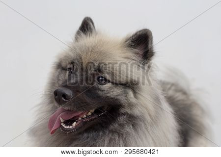Deutscher Wolfspitz Is Standing With Lolling Tongue. Keeshond Or German Spitz. Pet Animals.
