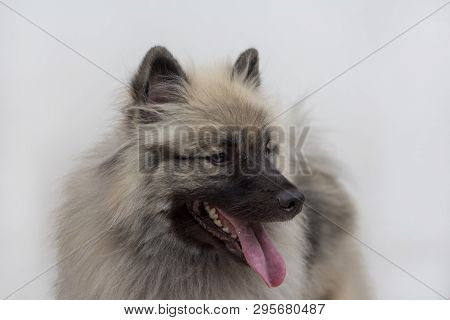 Deutscher Wolfspitz Isolated On A White Background. Keeshond Or German Spitz. Pet Animals.