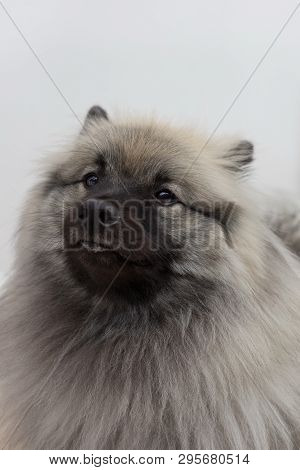 Deutscher Wolfspitz Isolated On A White Background. Close Up. Keeshond Or German Spitz. Pet Animals.