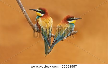 อบเชย chested Bee-eater