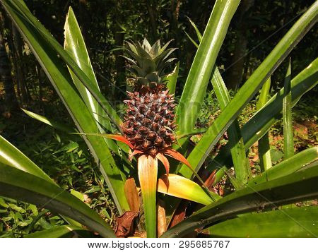 Little Pineapple On The Tree,protected By The Hooked Long Leaf