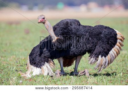 Male Ostrich Performing A Courtship Dance On Short Greem Grass