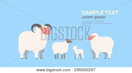 Cute White Sheeps And Rams Flock Wool Farm Domestic Animals Breeding Concept Flat Horizontal Copy Sp