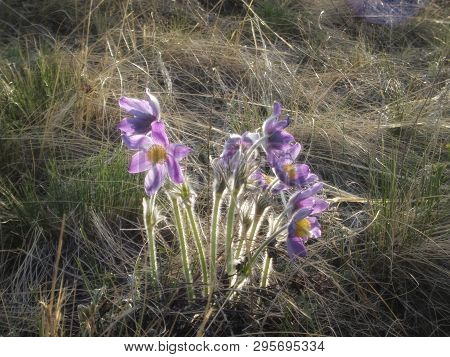 Pasque Flower. Spring Flowers. Floral Background. Purple Flowers.