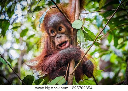 Worlds Cutest Baby Orangutan Hangs In A Tree In Jungles Of Borneo With Mouth Open