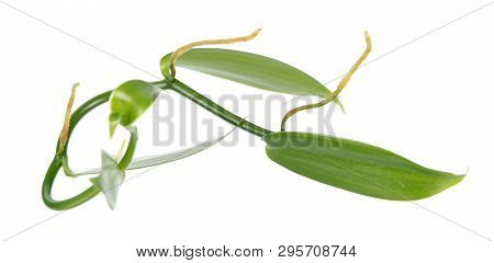 Branch Of Vanilla Planifolia Or Flat-leaved Vanilla Plant With Green Foliage Isolated On White Backg