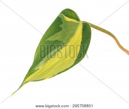 Variegated Green Leaf Of Philodendron Hederaceum Var. Oxycardium (syn. Philodendron Scandens Subsp. 