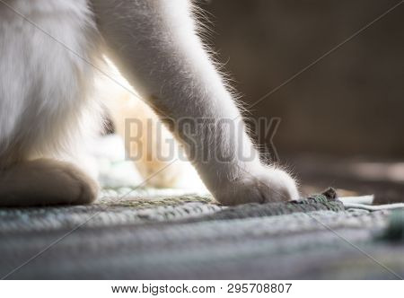 Cute Soft Cats Paws While Sitting On The Sofa