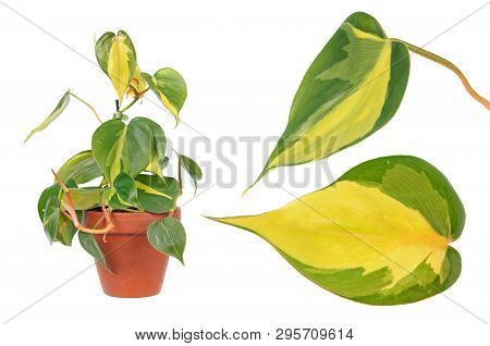 Philodendron Hederaceum Var. Oxycardium (syn. Philodendron Scandens Subsp. Oxycardium) Isolated On W
