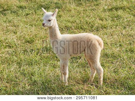 Baby Alpaca Waking In Grass With Fense