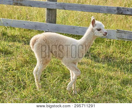 Baby Alpaca Waking In Grass With Fense