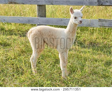 Baby Alpaca Waking In Grass With Fense