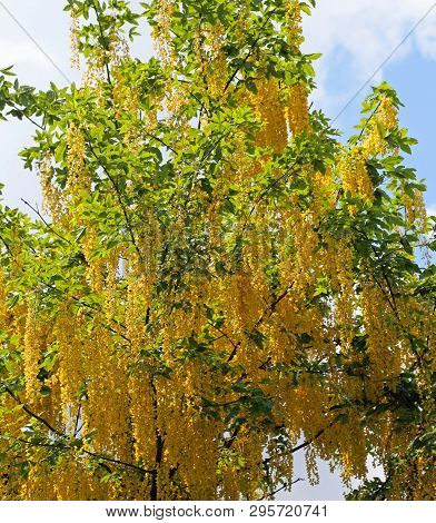 Many Yellow Flowers In Maggiociondolo Tree Blossomed In Spring