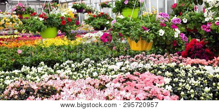 Greenhouse With Beautiful Flowers And Plants For Sale In The Spring