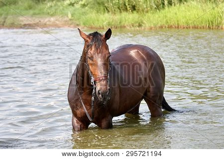 The Horse Stands In The Water On A Bright Summer Sunny Day.