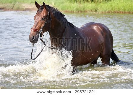 The Horse Stands In The Water On A Bright Summer Sunny Day.
